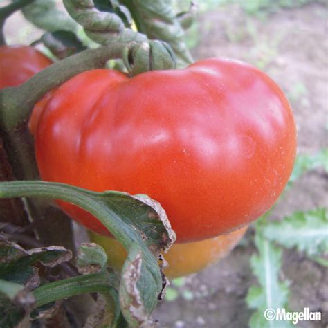 Tomate Ace 55 VF Bio Graine De Tomate Magellan Bio