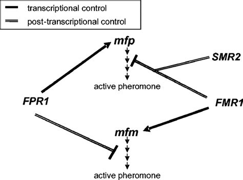 Model For Regulation Of Pheromone Precursor Gene Expression By Mating