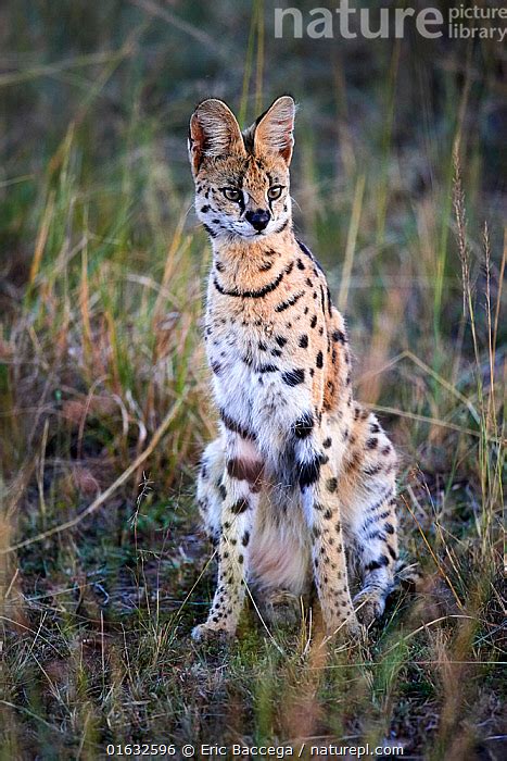 Stock Photo Of Serval Cat Sitting Felis Serval Masai Mara National