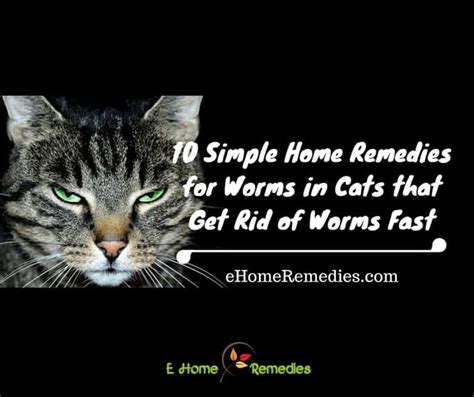 10 Amazing Home Remedies for Worms in Cats - eHome Remedies