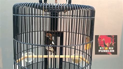 Burung Anis Kembang Menata Lagu Pas Untuk Burung Dirumah Ikutan Bunyi