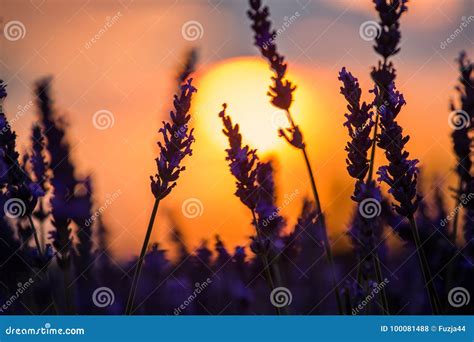 Beautiful Sunset Over Lavender Field at Summer Evening Stock Photo ...