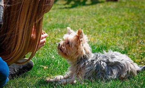 C Mo Ense Ar A Tu Perro A Sentarse Y Tumbarse Paso A Paso