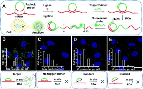 Single Cell Study Of The Extracellular Matrix Effect On Cell Growth By