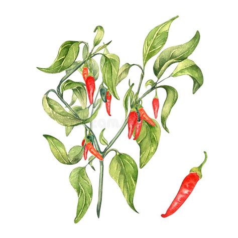Red Chili Hot Pepper Bush Watercolor Illustration Isolated On White Background Stock