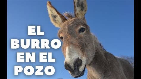 EL BURRO EN EL POZO YouTube