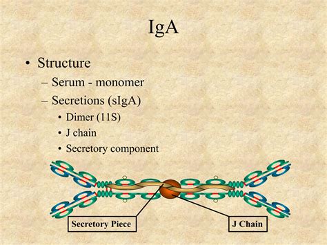 Immunoglobulin Structure And Function Ppt