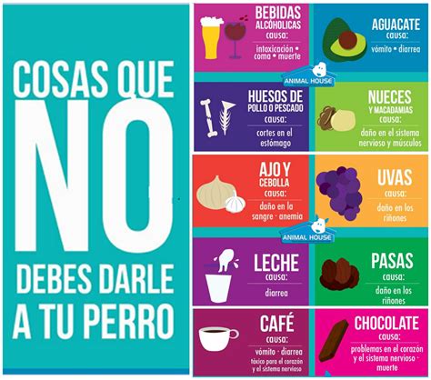 Que Alimentos No Debes Darle A Tu Perro