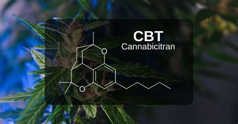 Cosè il cannabicitrano CBT Una panoramica