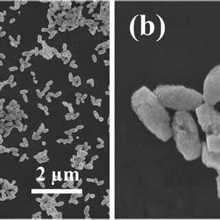 Sem Images With Different Magnifications Of The Bifeo Nanostructures