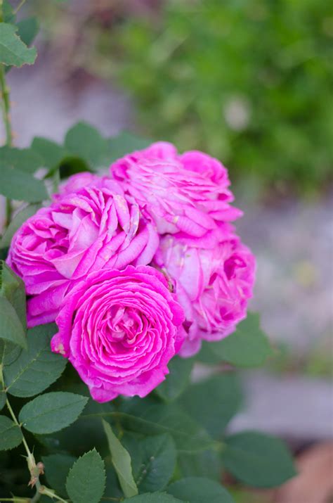 Bolo Semi Naked De Cereja E Papoila Cherry Poppy Seed Semi Naked Cake Coco E Baunilha