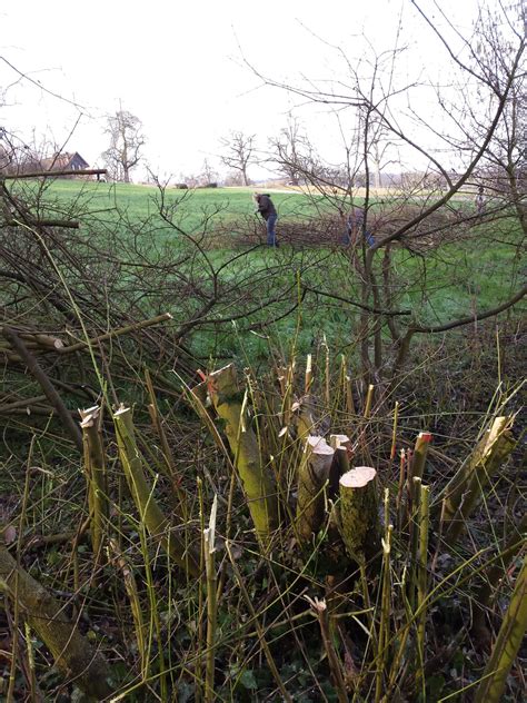 Wiesel Co Am Zimmerberg 2014 2021 Hecken Und Waldrandaufwertungen