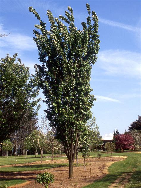 Columnar Sargent Cherry J Frank Schmidt Son Co