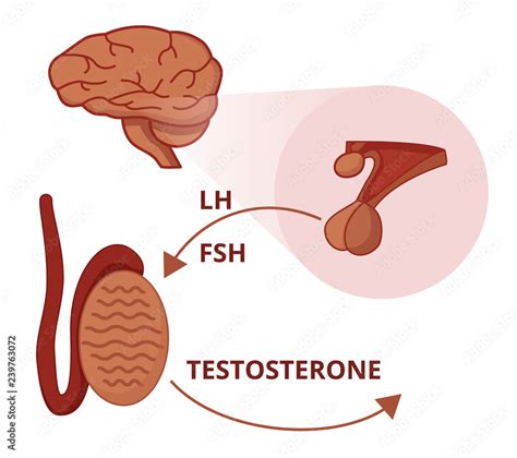 Vetor De Gonadotropins Functions Lh And Fsh Stuimulate Testicles To