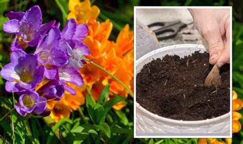 How To Plant Freesia Bulbs A Guide Uk