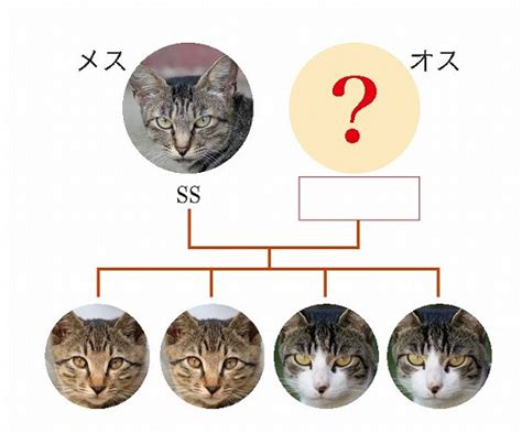 読めば猫の遺伝子丸わかり。「このネコは“キジブチ”で遺伝子は“wwooa”だな」とつぶやきたくなる1冊 Girlswalker