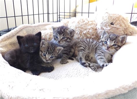 Four Dumped Kittens Lucky To Be Found After Being Thrown Over Six Feet