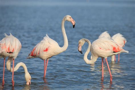 White Flamingos