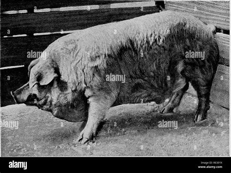 Como Enderezar La Cola De Un Cerdo Telegraph