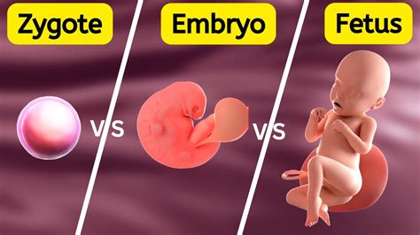 Zygote Embryo Fetus How Gestational Age Is Measured Youtube