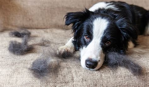 How To Manage Your Dog Shedding This Spring Dog Gadgets