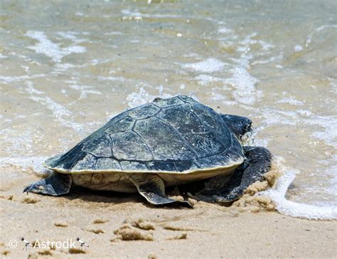 Alex A Rescued Kemp S Ridley Sea Turtle Released