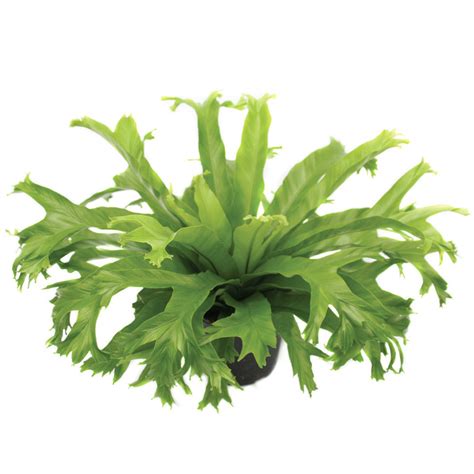 Asplenium Antiquum Crissie Crested Japanese Bird S Nest Fern