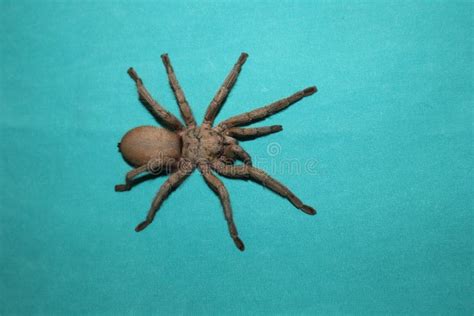 Tarantula Spider Tarantula Fangs Close Up Female Of Spider Tarantula