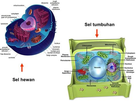 Biologi sel