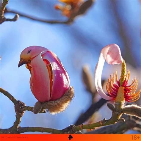 Discover The Astonishing Resemblance Of Yulan Magnolias To Birds