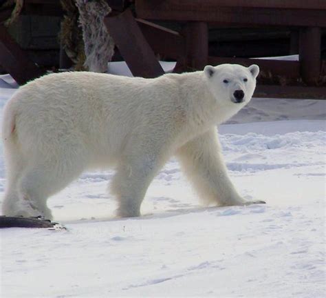Polar Bears On Thin Ice Wwf