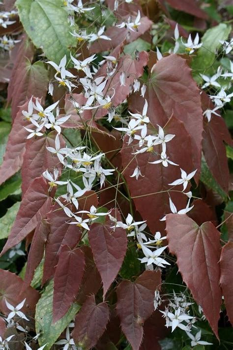 Epimedium Pubescens Shaanxi Snow Flowering Shade Plants Dry Shade