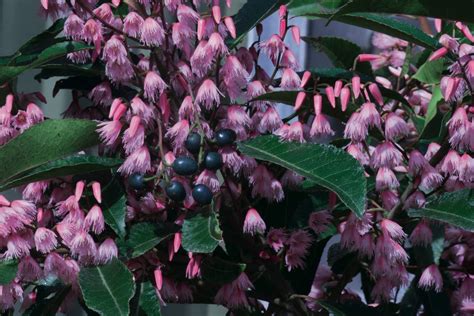 Elaeocarpus Reticulatus Trees And Shrubs Online