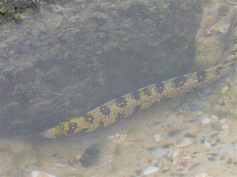 Moray Eel Leopard Free Photo On Pixabay Pixabay