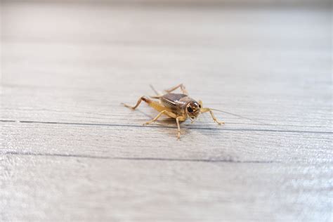 How to Get Rid of Crickets in Your House