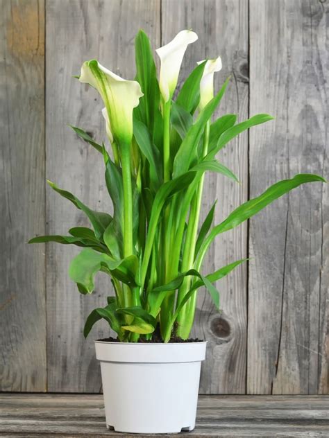 Comprehensive Care and Growing Guide for Calla Lilies 29