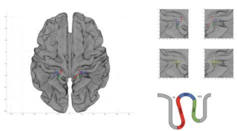 Neuroscience Reveals The Parts Of The Brain Responsible For Sexual Arousal And Orgasm By Joe