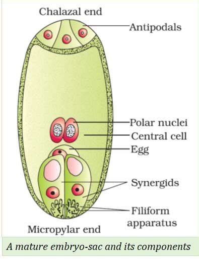 Plus Two Botany Notes Sexual Reproduction In Flowering Plants Easybiologyclass