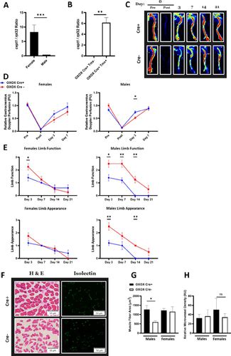 Abstract 138 Sex Differences In Limb Ischemia Recovery Following Conditional Endothelial