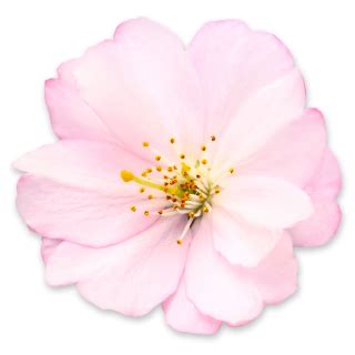 Cherry Blossom PNG Images - FreeIconsPNG