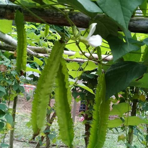 READY STOCK BIJI BENIH KACANG KELISA BOTOL SIREH WINGED BEAN GOA