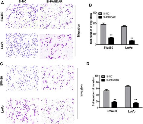 Knock Down Pandar Suppressed Migration And Invasion Of Colorectal