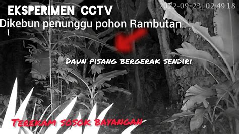 Eksperimen Cctv Di Kebun Penunggu Pohon Rambutan Youtube