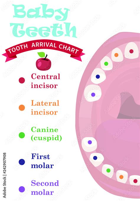 Tooth Arrival Chart Infographic Temporary Teeth Names Groups