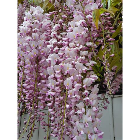 Glycine Du Japon Floribunda Rosea