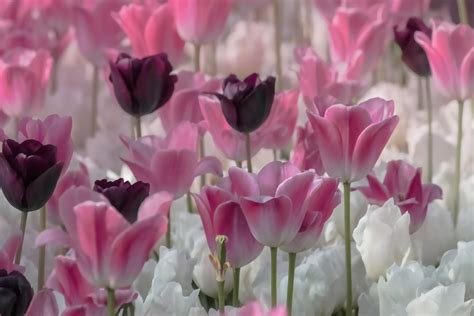 Pink White And Purple Tulips Hd Wallpaper Wallpaper Flare