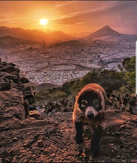 Coati En El Cerro De La Silla Monterrey Natural Landmarks Landmarks