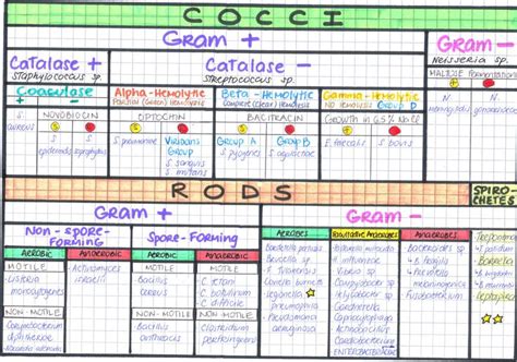 Medically Important Bacteria Clasification Medical School Studying