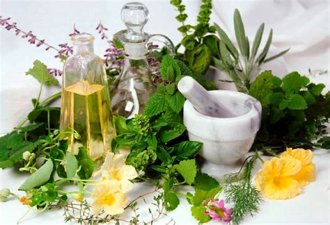 Measures Are Taken To Promote The Cultivation Of Medicinal Plants Ibg