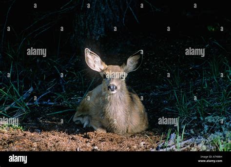 A Mule Deer Fawn Stock Photo - Alamy